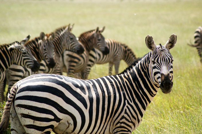 Masai Mara