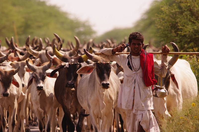 Delhi - Nawalgarh