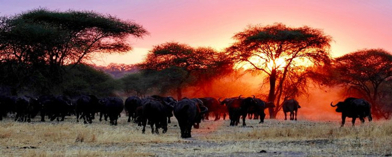 Arusha - Parc National du Tarangiré