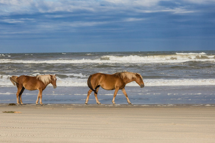Plages et Dunes des Outerbanks