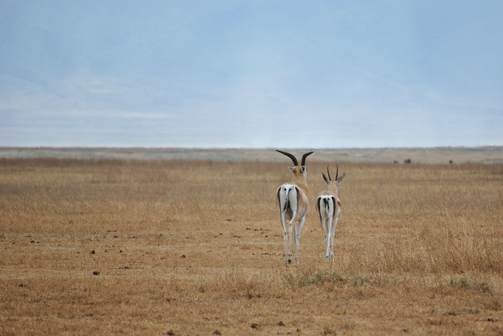Cratere du Ngorongoro