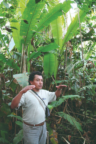 L'exubérance de la forêt tropicale