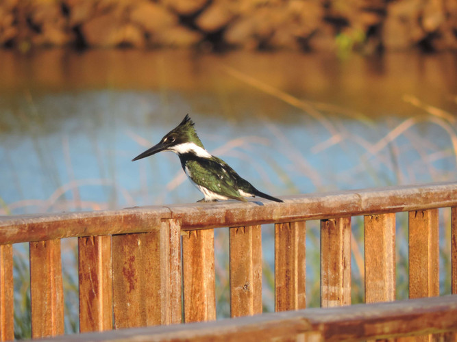 Buenos Aires - Puerto Iguazu