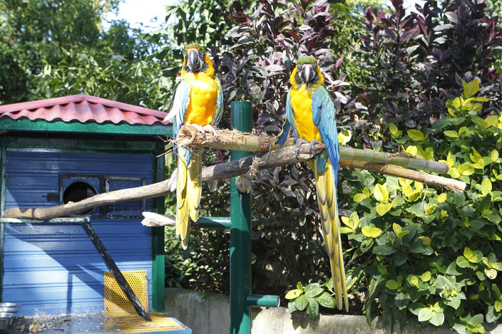Faune, Flore et Cascades