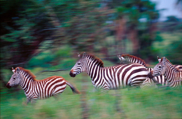 Parc national du lac Manyara