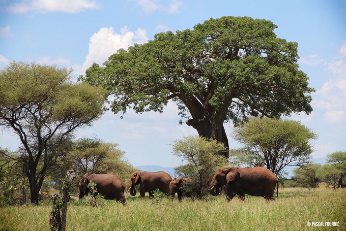 Eléphants et baobabs à Tarangire