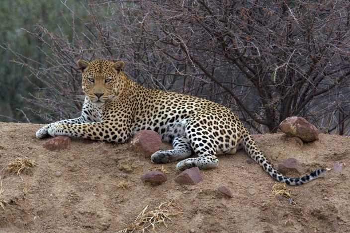 ETOSHA - OTJIWARONGO - AFRICAT FOUNDATION
