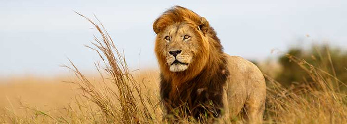 Safari et découverte des célèbres plaines du Masai Mara.