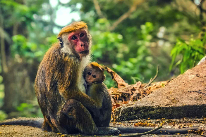 Kandy à Maussawa  (3h)