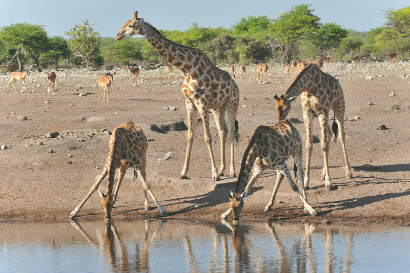 Parc National d'Etosha