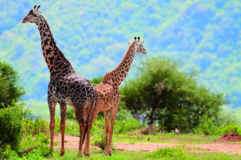 Safari de l'après-midi dans le parc national du lac Manyara
