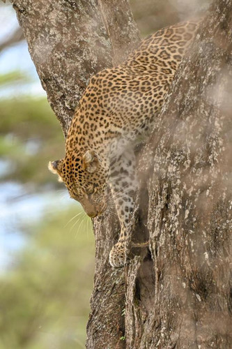 Serengeti to Ngorongoro Crater