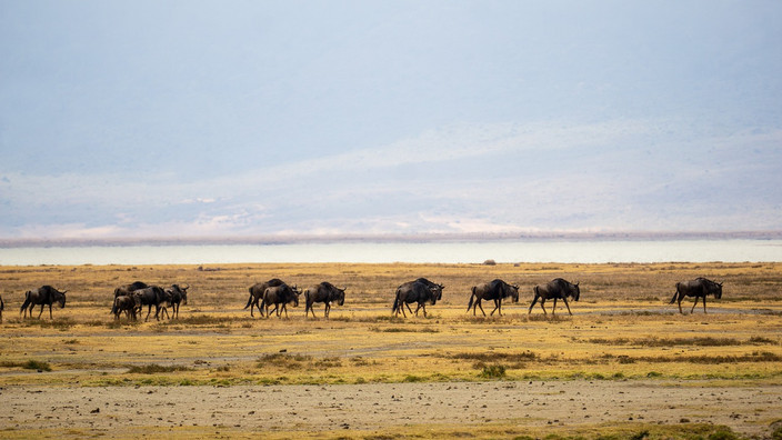 Zone de conservation de Karatu-Ngorongoro