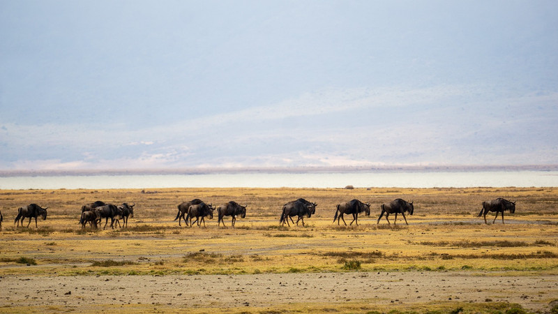 Zone de conservation de Karatu-Ngorongoro