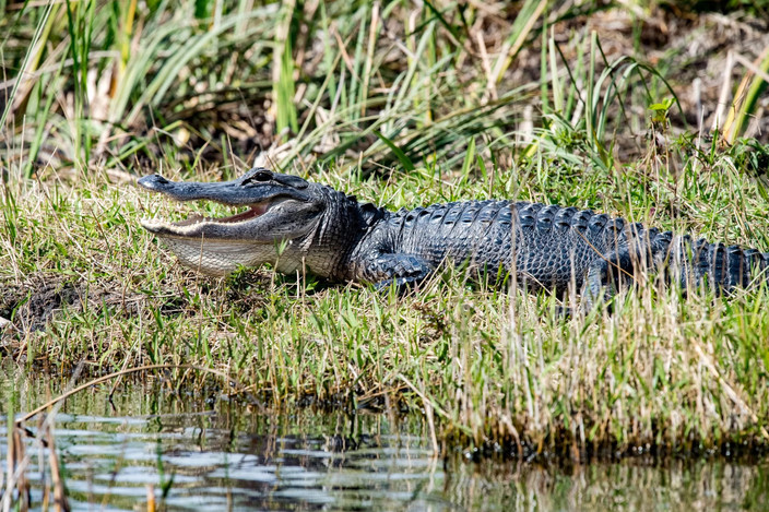 Visite des Everglades et retour à Miami