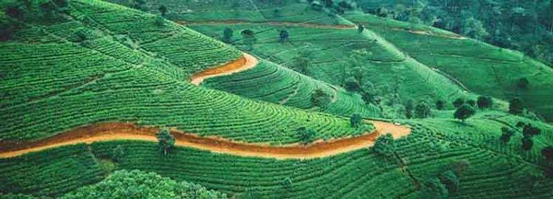 Visite de Nuwara Eliya