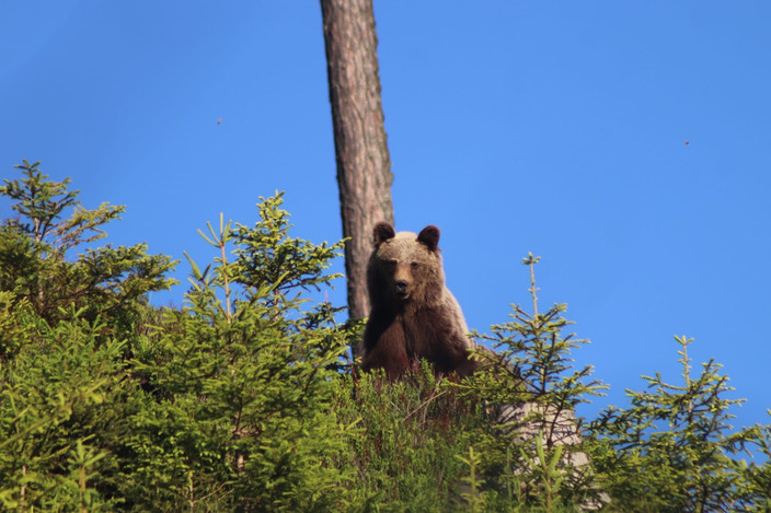 Brown Bear Watching & Hiking Adventure in the High Tatras – 1 Day Tour