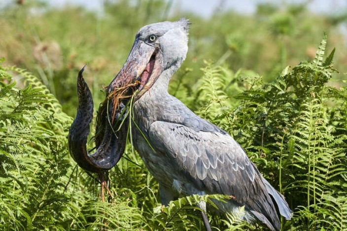 Een 1-daagse Mabamba-moeras Shoebill Spot