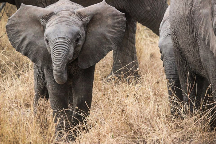 Ngorongoro - Parc national du Serengeti