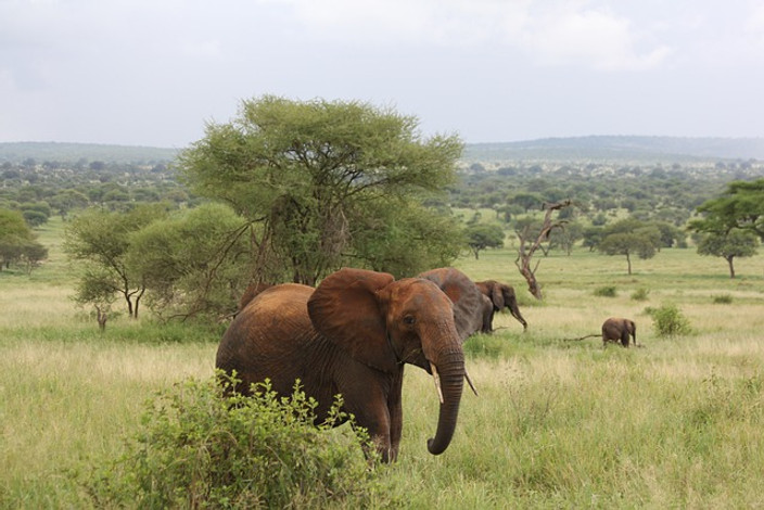 Parc national de Tarangire
