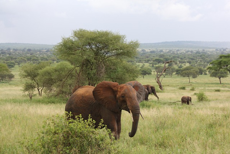 Parc national de Tarangire