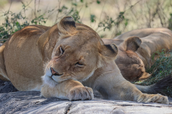 Arusha Town – Tarangire NP - FB