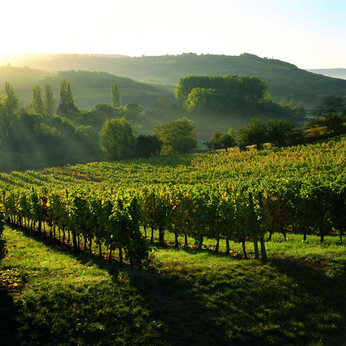 SAUTERNES