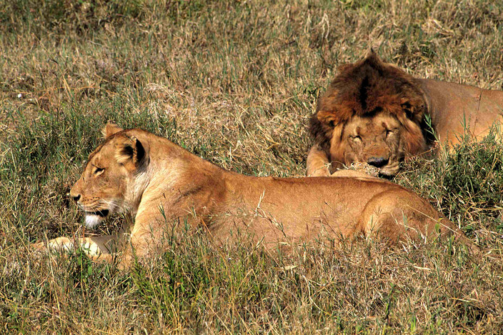 Parc national de Mikumi