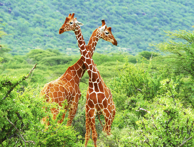 Samburu