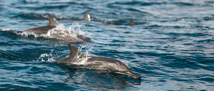 Croisière d observation des dauphins, farniente à la plage