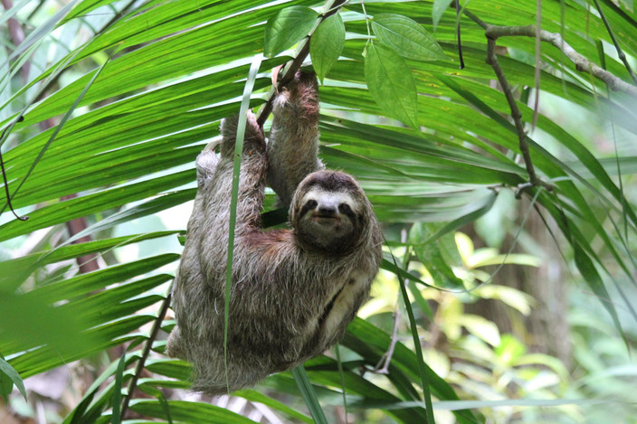 Les parcs nationaux de Manuel Antonio et Marino Ballena
