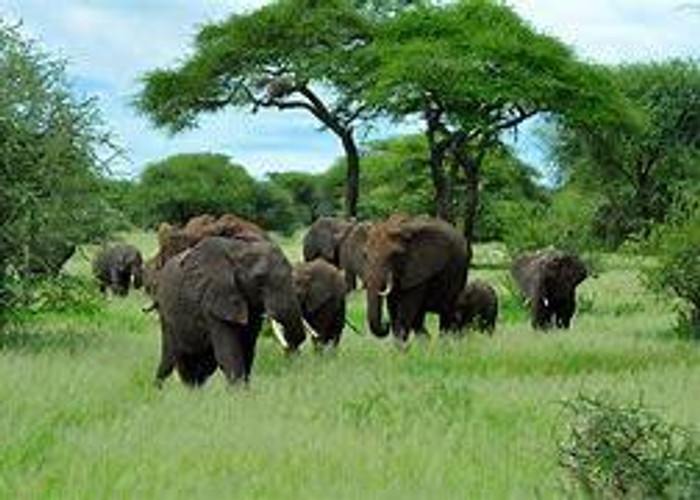 Arusha - Tarangire - Karatu