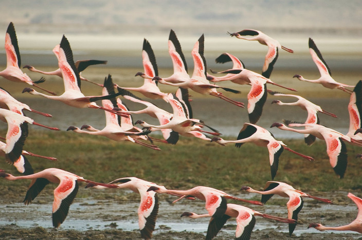 Parc national du lac Manyara - observation du gibier