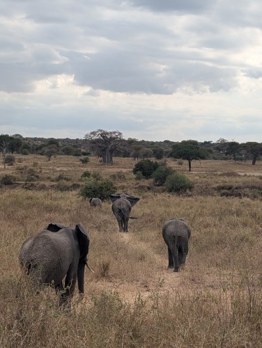 Safari nel Parco Nazionale di Tarangire