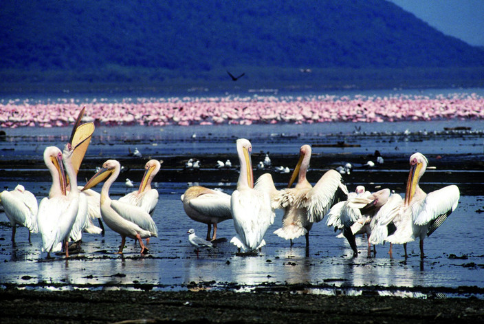 Samburu- Lake Nakuru