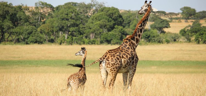 Amboseli Journée complète de safari en 4x4