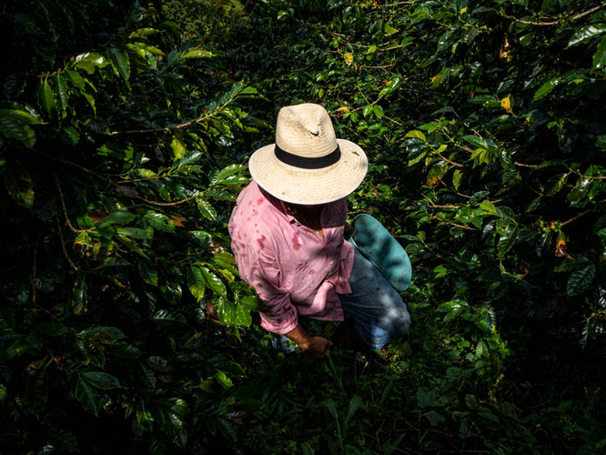 Découverte de la culture de la zone du café hébergé par une famille de producteur