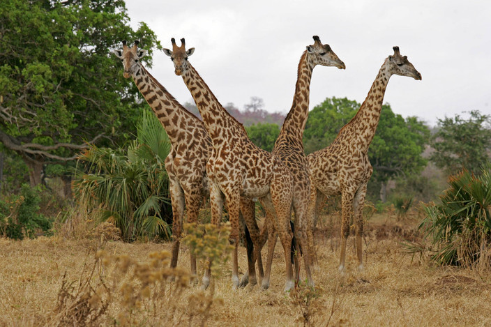 Parc national du Serengeti - Arusha