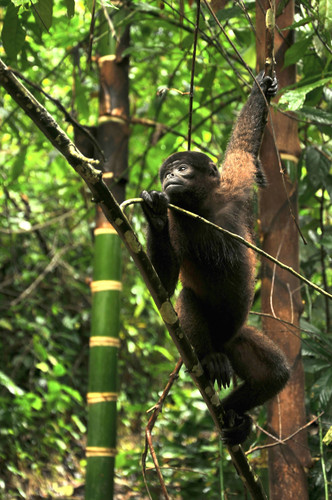 Amazonie