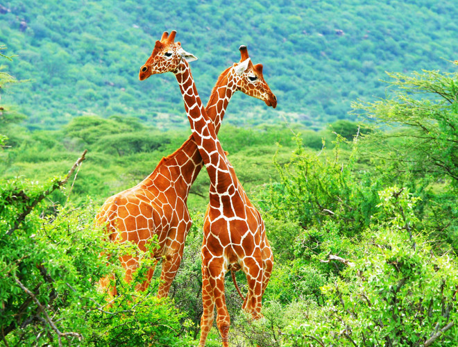 Meru-Samburu