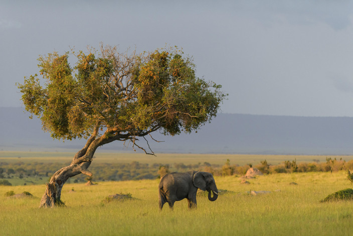 Elephant in TArangire