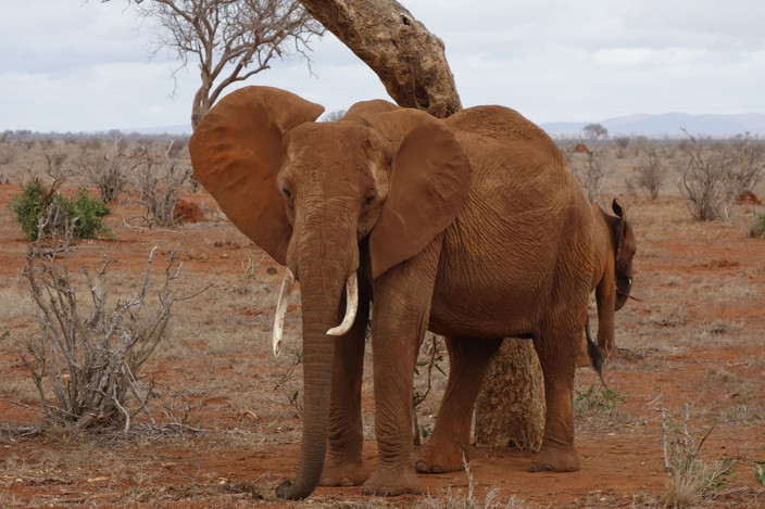 Tsavo Est