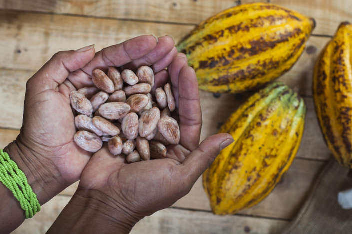 Mangroves et production de Cacao