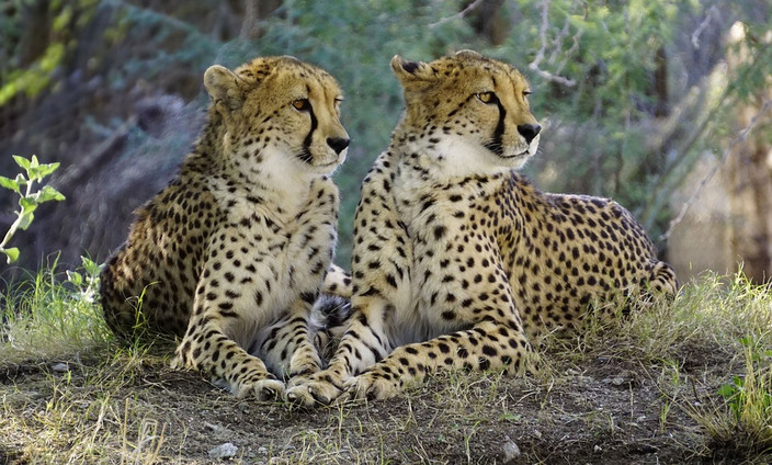 Maasai Mara reserve