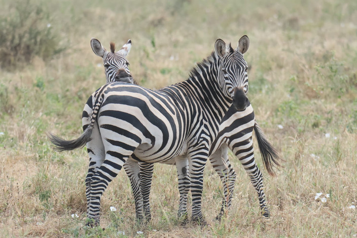Serengeti NP - Ngorongoro Crater - FB