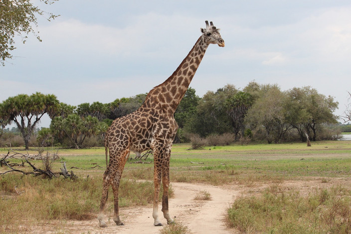 Parc national du Serengeti