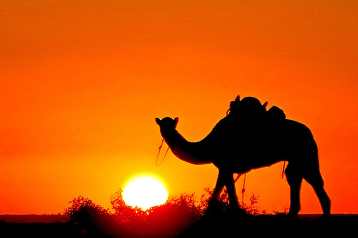 Chameau en Adrar au couchant