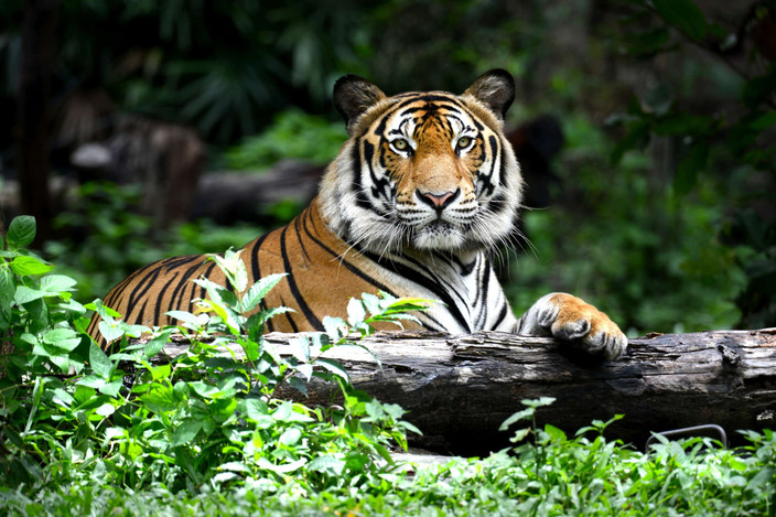 Nagarahole Tiger Reserve