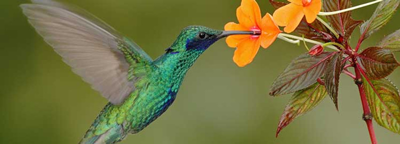 Observation des oiseaux dans la forêt nuageuse de Mindo
