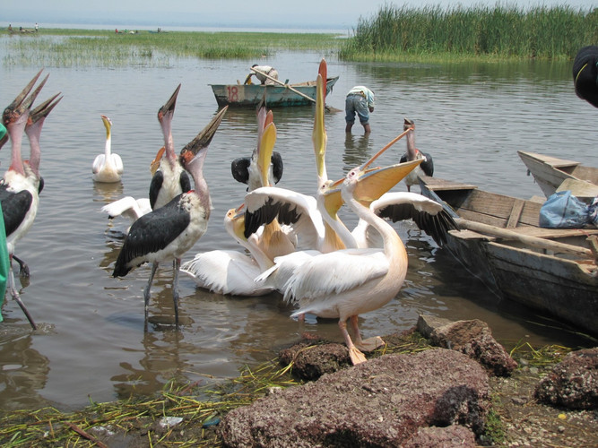 Parc Awassa : le paradis des oiseaux